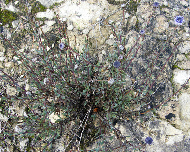 Globularia alypium / Vedovella cespigliosa